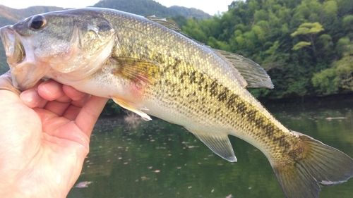 ラージマウスバスの釣果