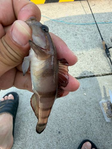 リュウグウハゼの釣果