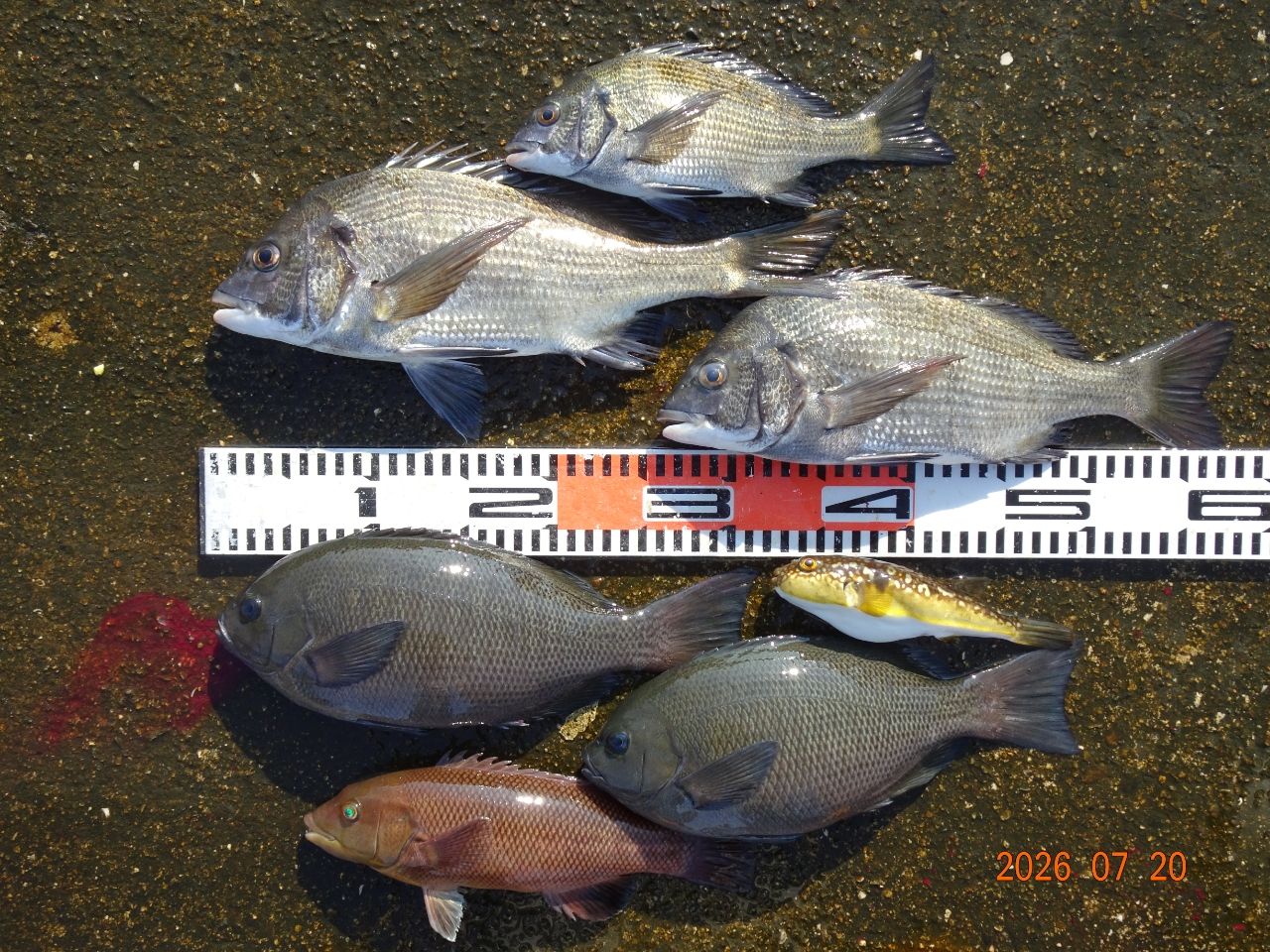 SHIMANO 19鱗海 AX 0.6-530の最安値・インプレ・釣果 | 本音の口コミが