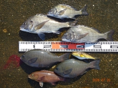 チヌの釣果