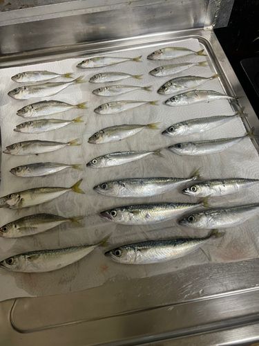 アジの釣果