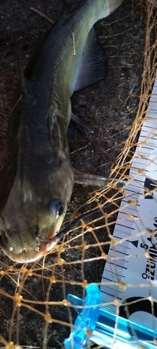 アメリカンキャットフィッシュの釣果