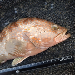 キジハタの釣果