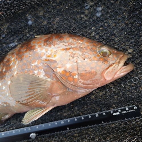 キジハタの釣果