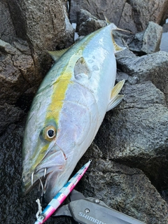 ブリの釣果
