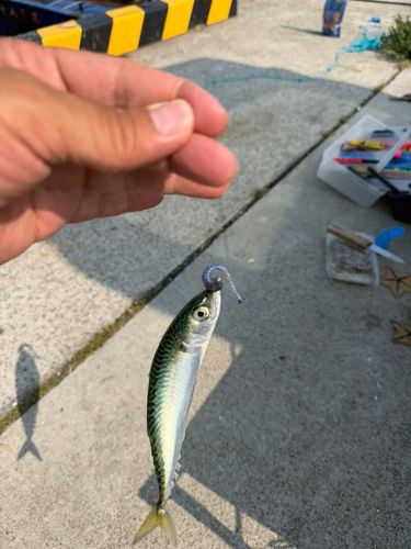 サバの釣果