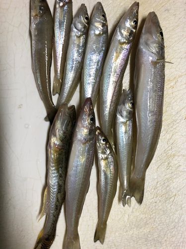 キスの釣果