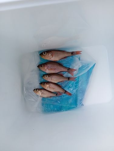 ネンブツダイの釣果