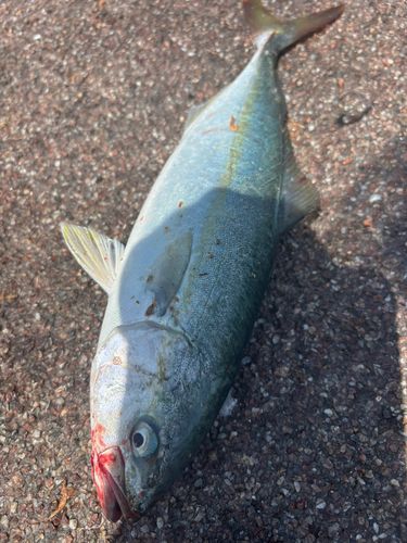 ツバスの釣果