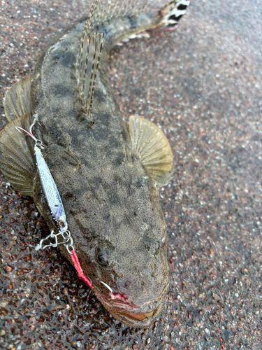 マゴチの釣果