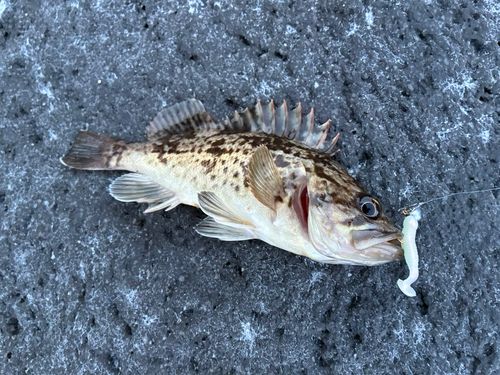 クロソイの釣果