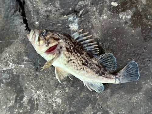 クロソイの釣果