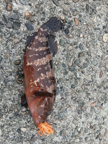 キジハタの釣果