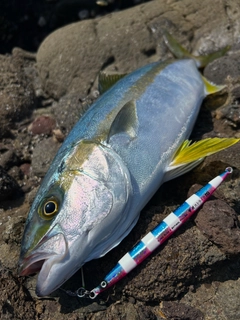 ヒラマサの釣果