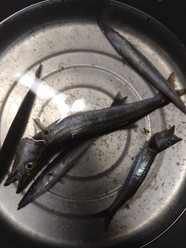 ムツの釣果