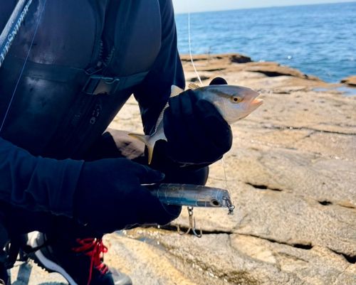 カンパチの釣果