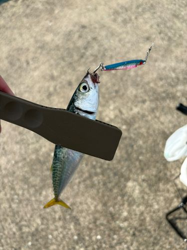 サバの釣果