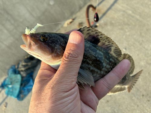 アイナメの釣果