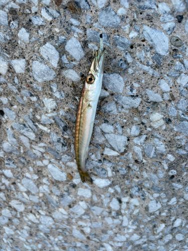 カマスの釣果