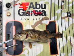 クロソイの釣果