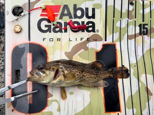 クロソイの釣果