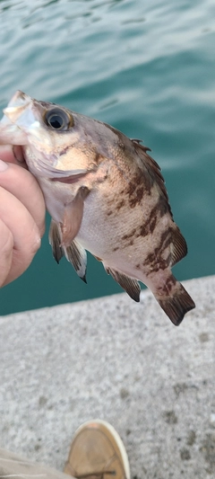 メバルの釣果