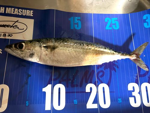 サバの釣果