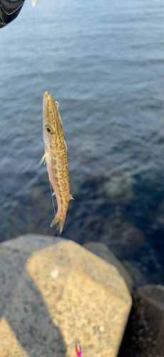 カマスの釣果