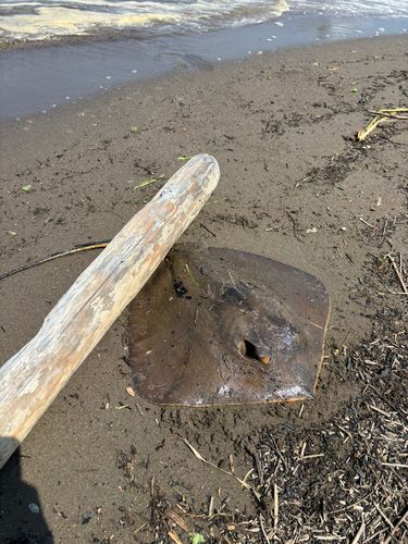 エイの釣果
