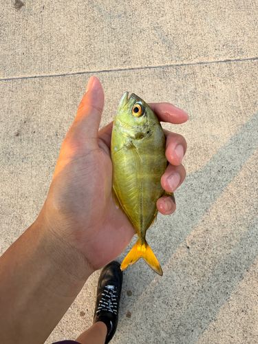 ギンガメアジの釣果