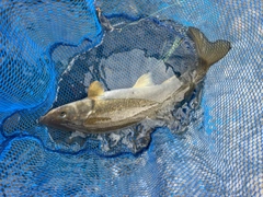 ウグイの釣果