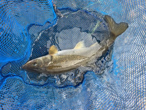 ウグイの釣果