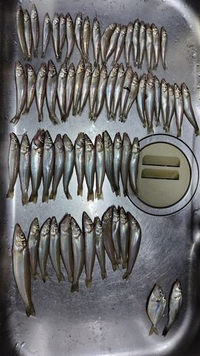キスの釣果