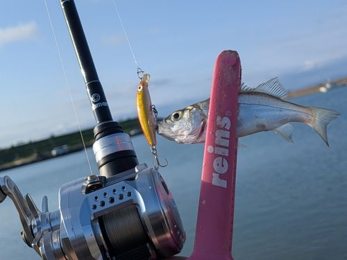 セイゴ（ヒラスズキ）の釣果