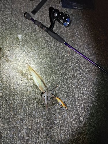 スルメイカの釣果
