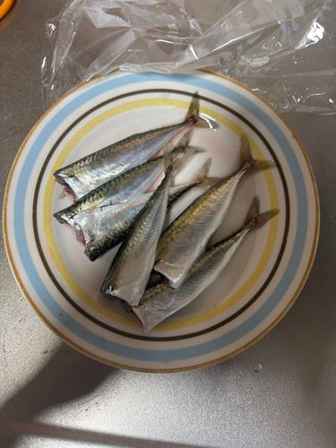 サバの釣果