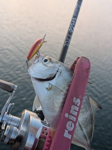 ギンガメアジの釣果