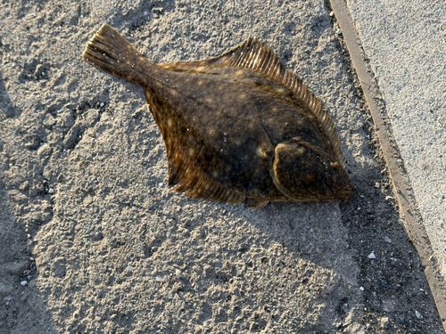 イシガレイの釣果