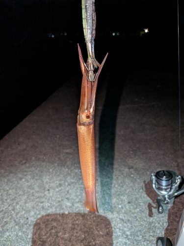 イカの釣果