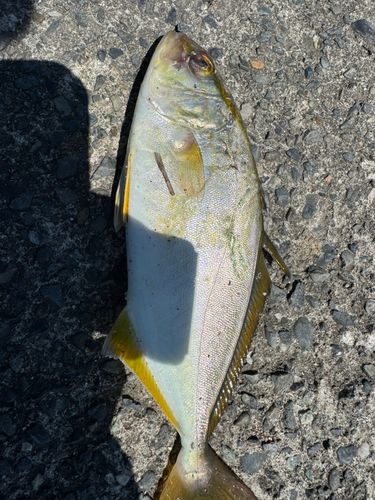 ショゴの釣果