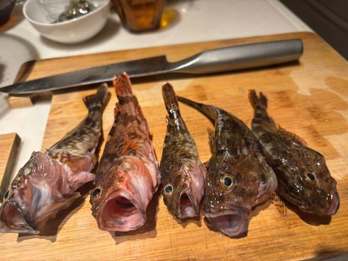 カサゴの釣果