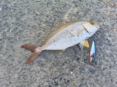 ショゴの釣果