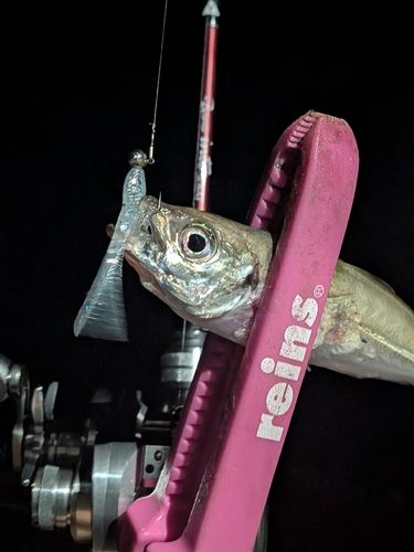 マアジの釣果