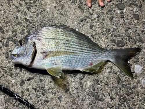 ヘダイの釣果