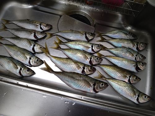 マアジの釣果