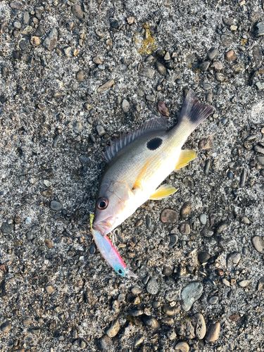 クロホシフエダイの釣果