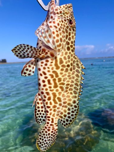 イシミーバイの釣果