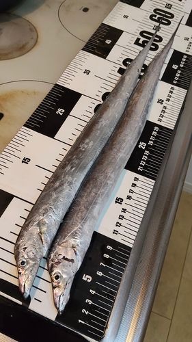 タチウオの釣果