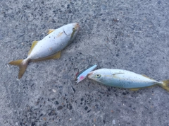 ショゴの釣果