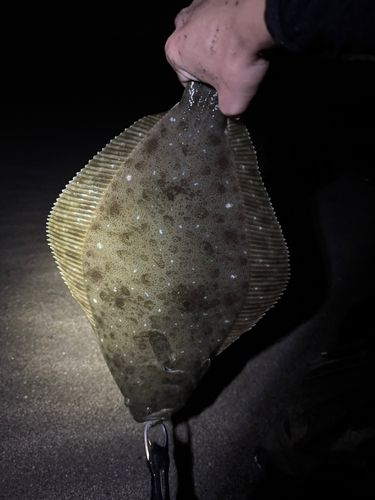 ヒラメの釣果